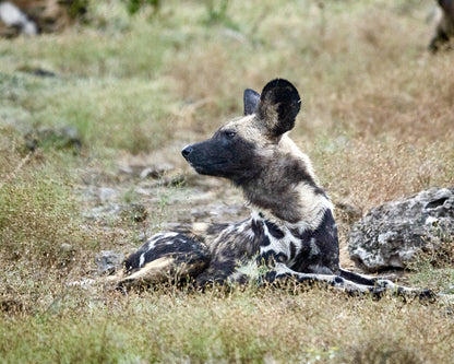  Madikwe Game Reserve