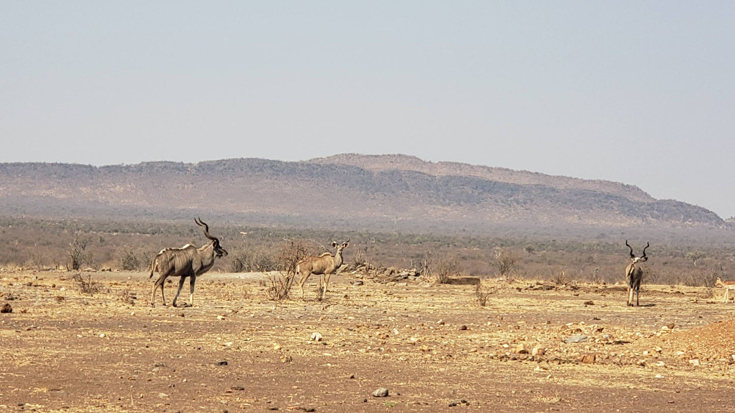  Madikwe Game Reserve