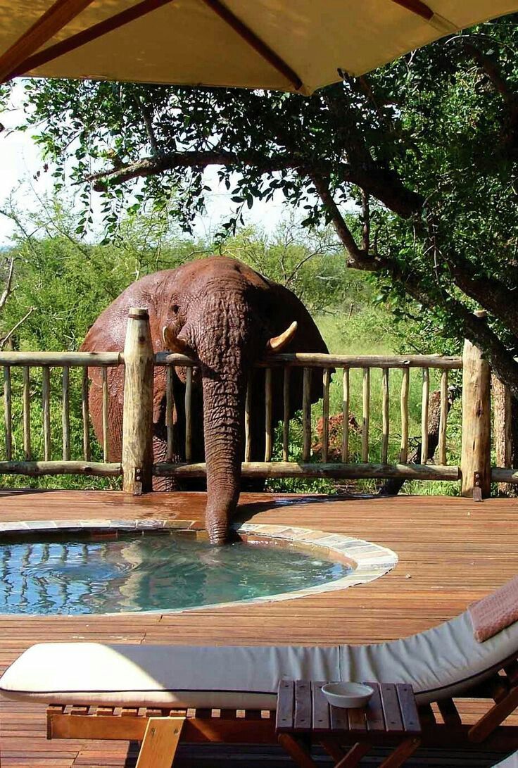  Madikwe Game Reserve