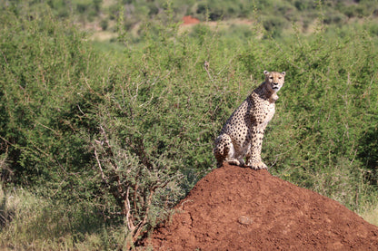  Madikwe Game Reserve