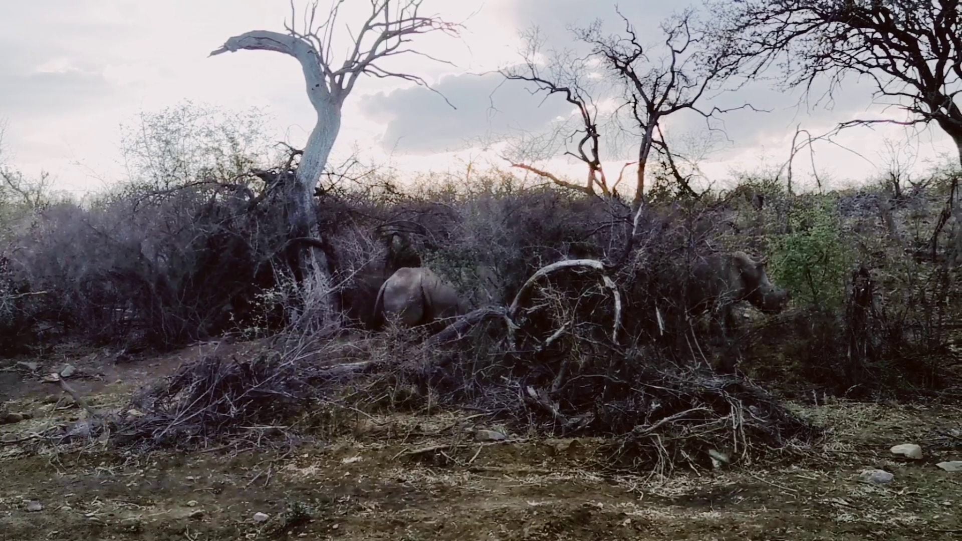  Madikwe Game Reserve