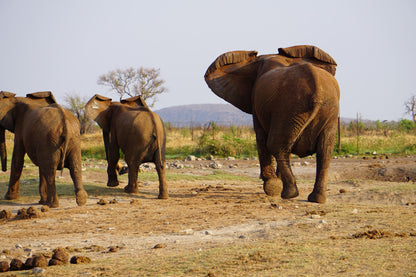  Madikwe Game Reserve