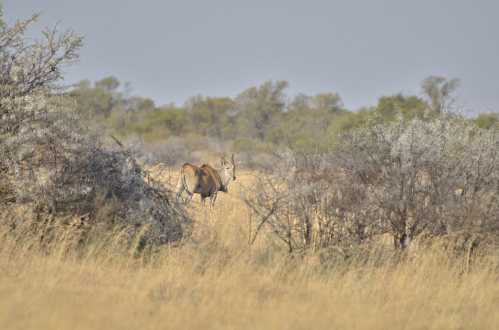  Mafikeng Game Reserve