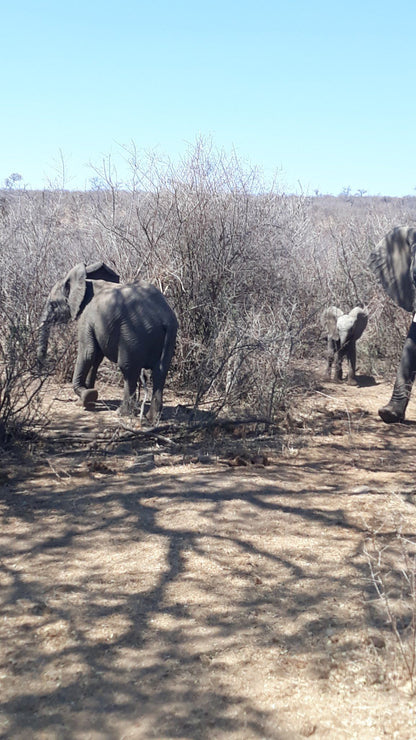  Mafikeng Game Reserve