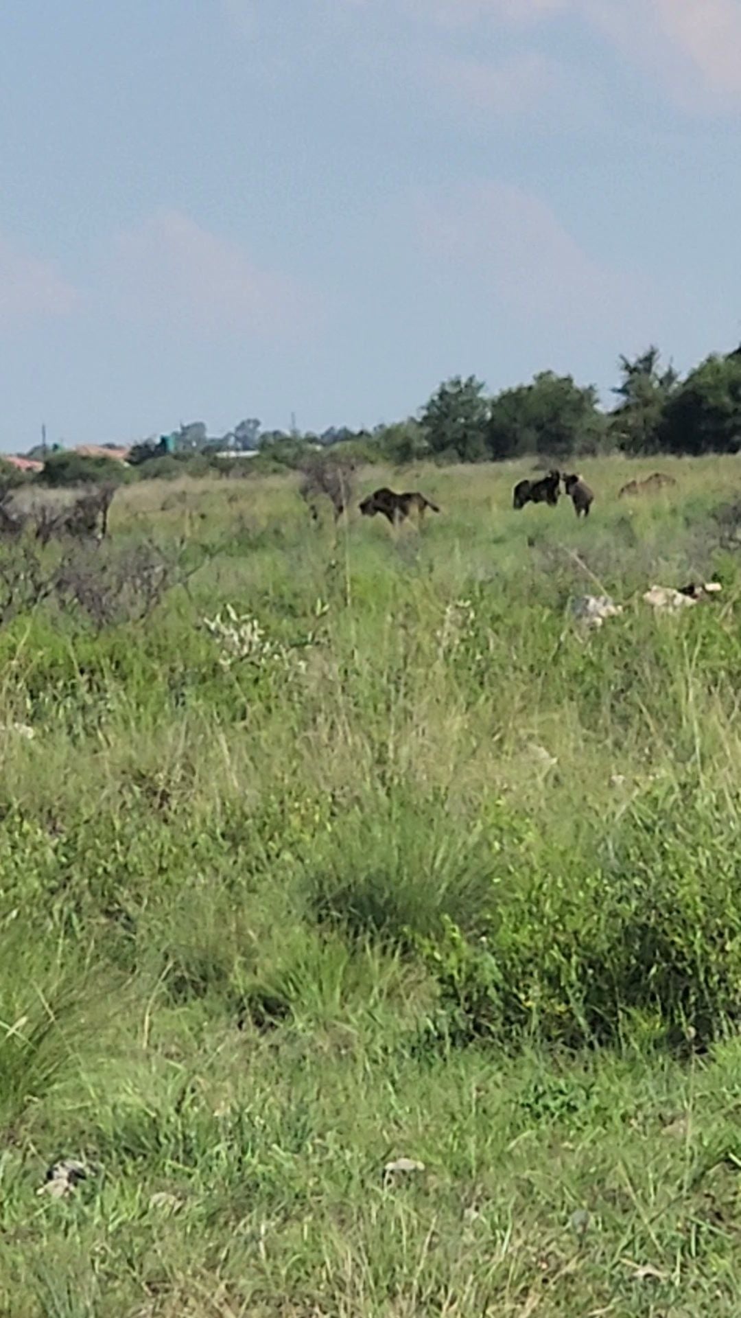  Mafikeng Game Reserve