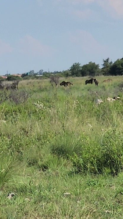  Mafikeng Game Reserve