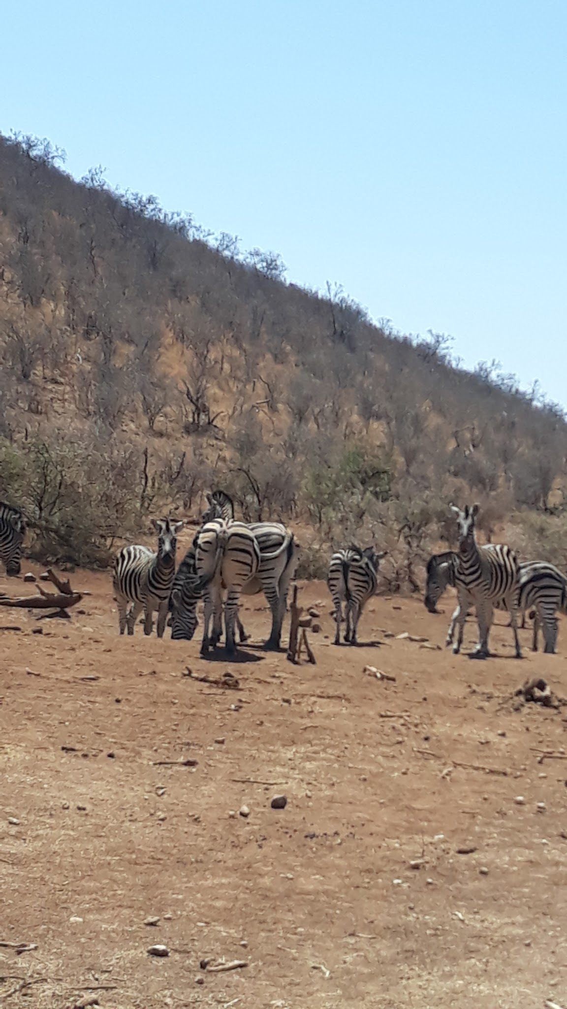  Mafikeng Game Reserve