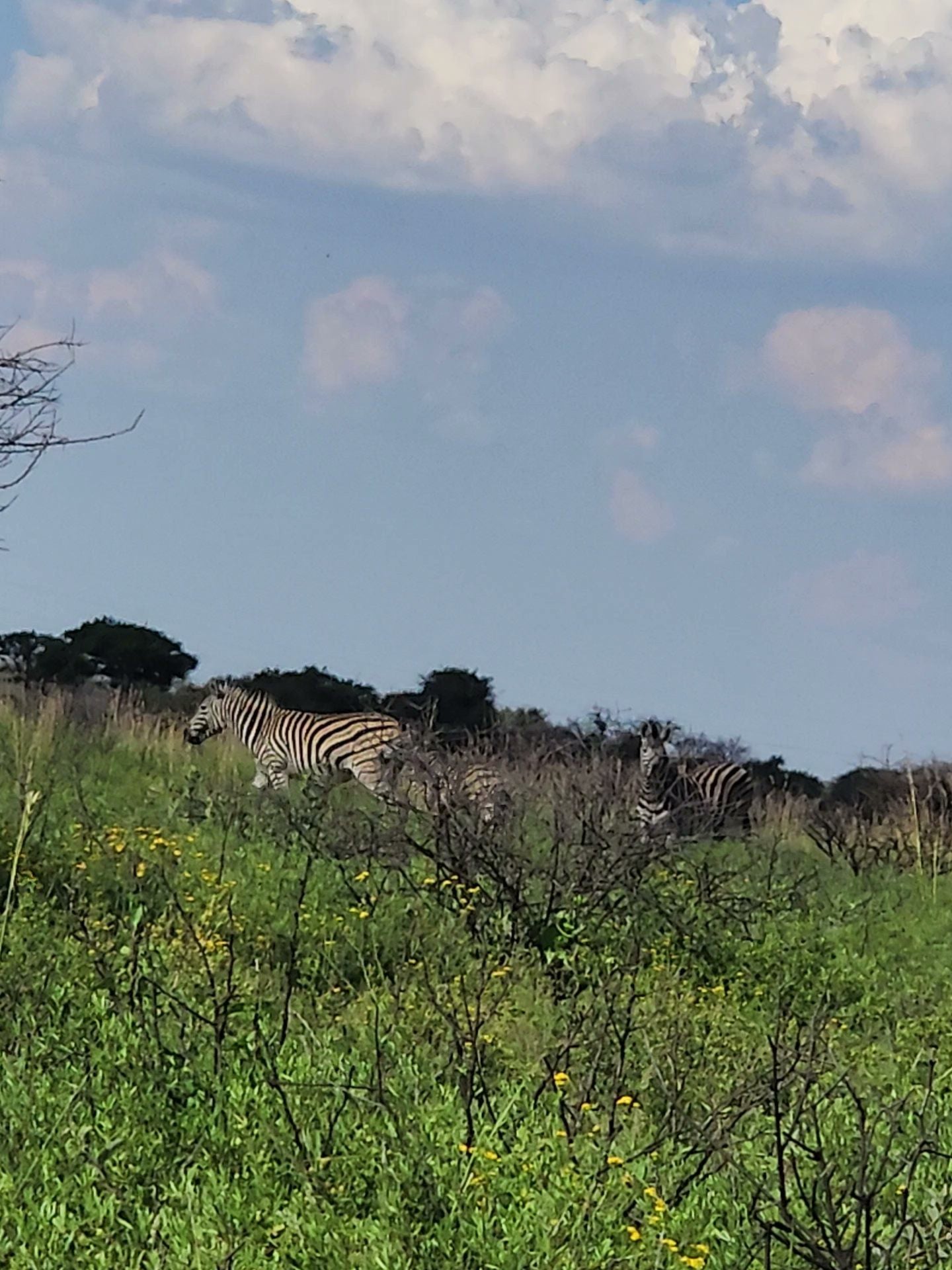  Mafikeng Game Reserve