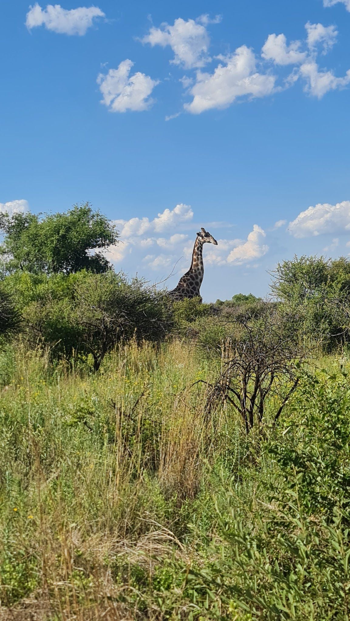  Mafikeng Game Reserve