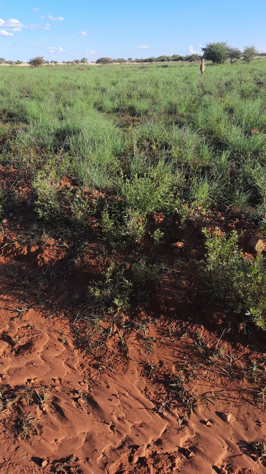  Mafikeng Game Reserve