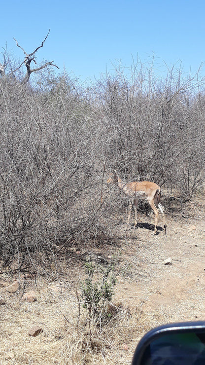  Mafikeng Game Reserve