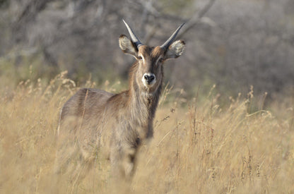  Mafikeng Game Reserve