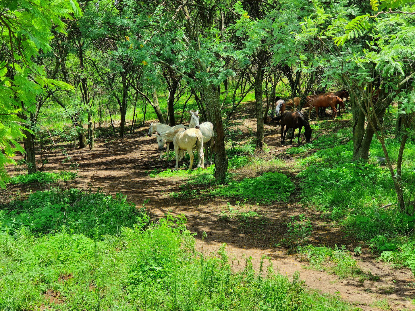 Magalies MTB & Hiking Trail