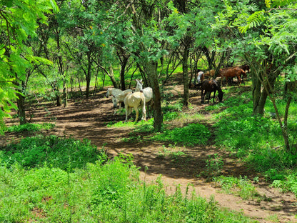 Magalies MTB & Hiking Trail