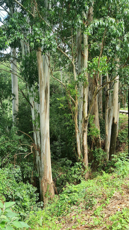 Magoebaskloof