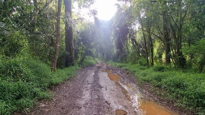 Magoebaskloof Getaway Haenertsburg Limpopo Province South Africa Forest, Nature, Plant, Tree, Wood, River, Waters, Street