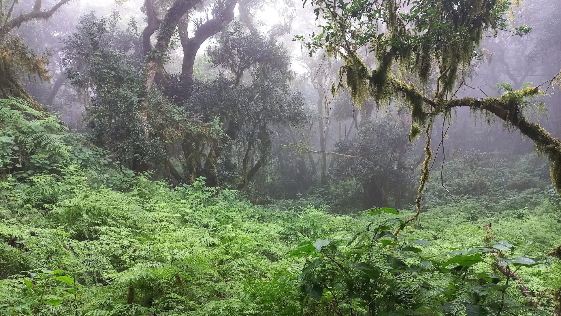 Magoebaskloof Getaway Haenertsburg Limpopo Province South Africa Fog, Nature, Forest, Plant, Tree, Wood