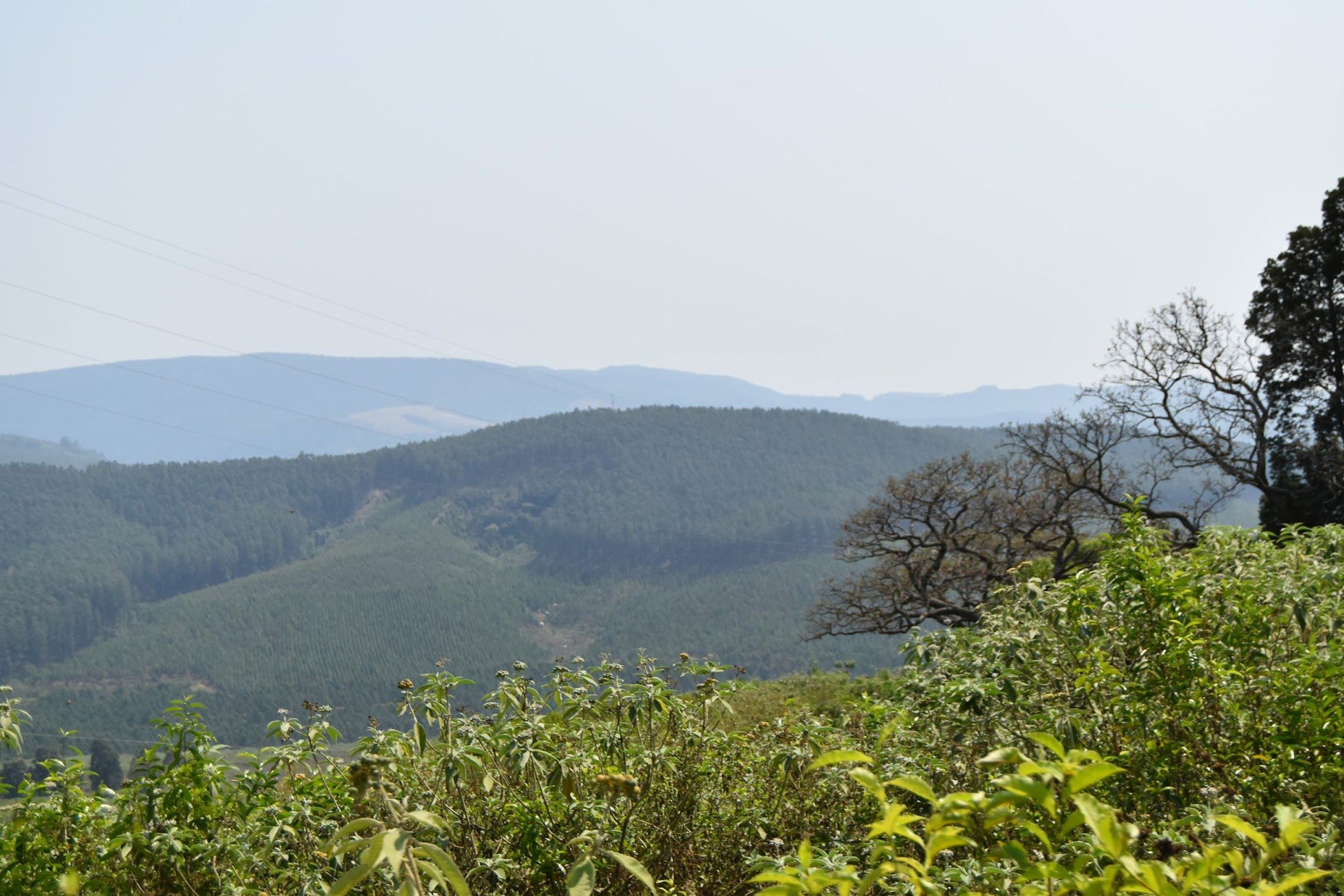 Magoebaskloof Getaway Haenertsburg Limpopo Province South Africa Forest, Nature, Plant, Tree, Wood, Highland