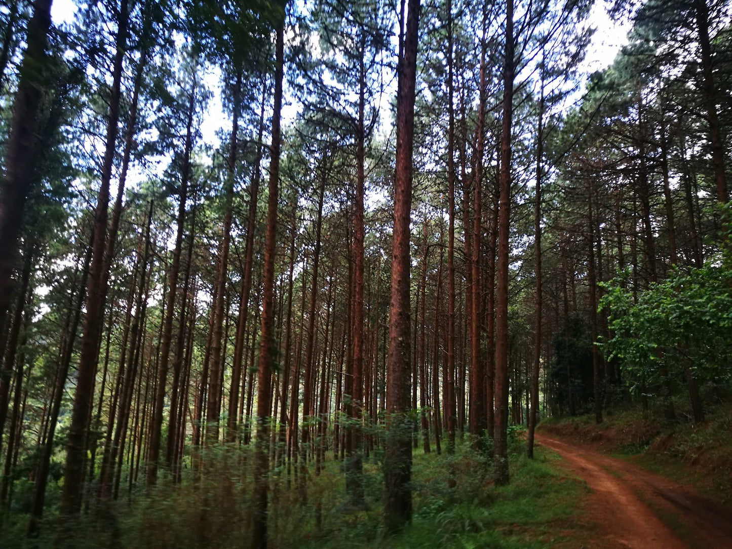 Magoebaskloof Getaway Haenertsburg Limpopo Province South Africa Forest, Nature, Plant, Tree, Wood