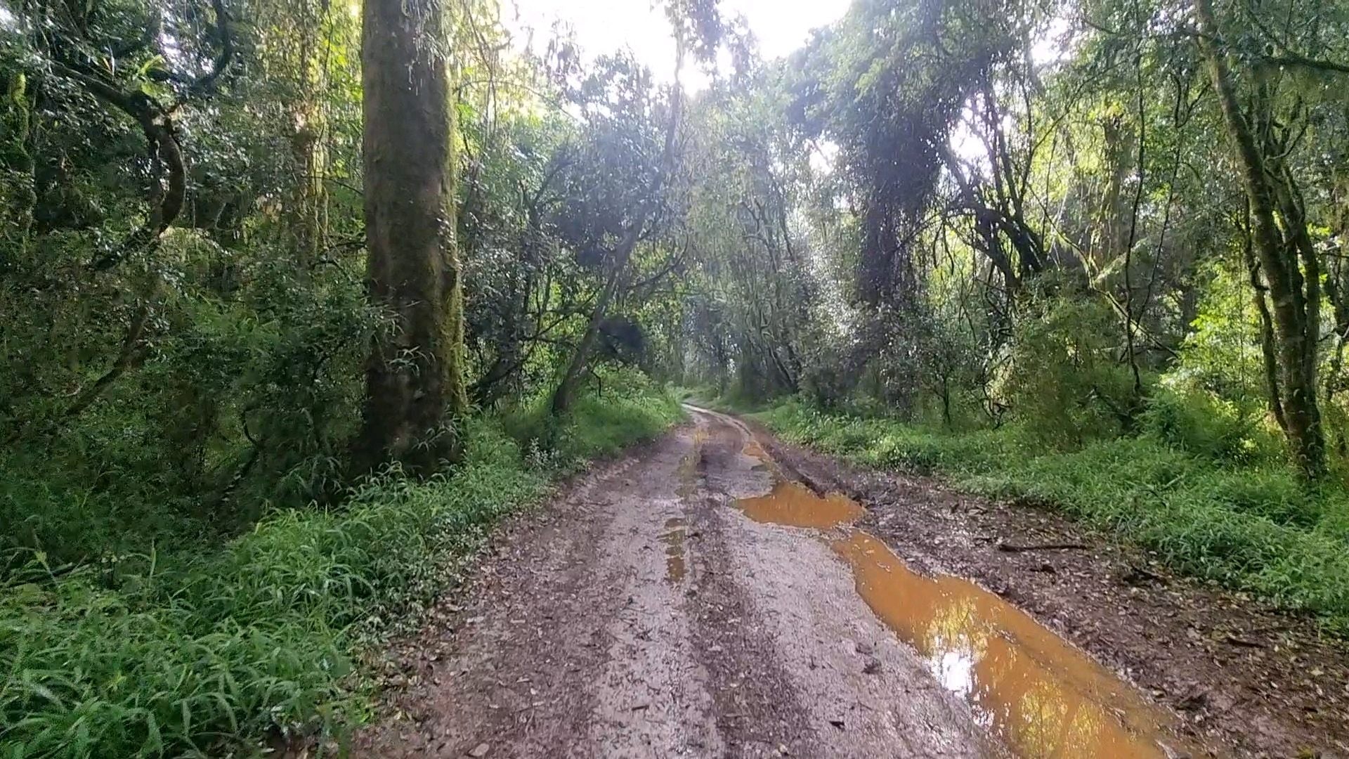 Magoebaskloof Getaway Haenertsburg Limpopo Province South Africa Forest, Nature, Plant, Tree, Wood, Railroad, River, Waters, Street