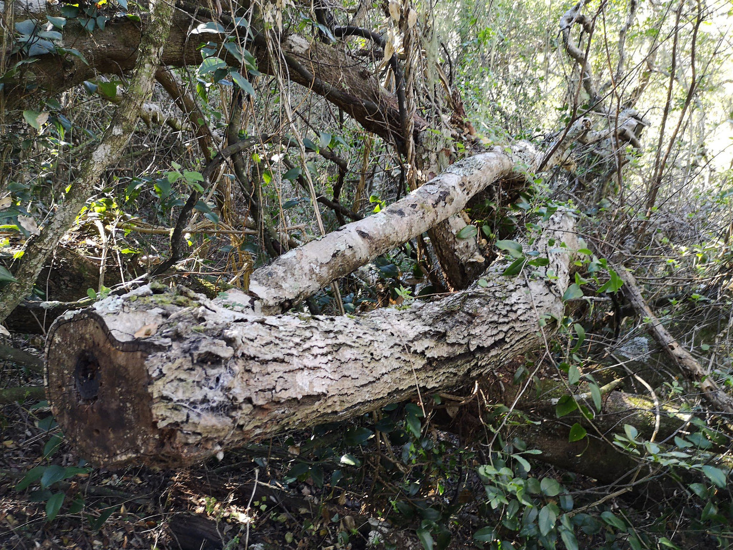  Maitlands Nature Reserve