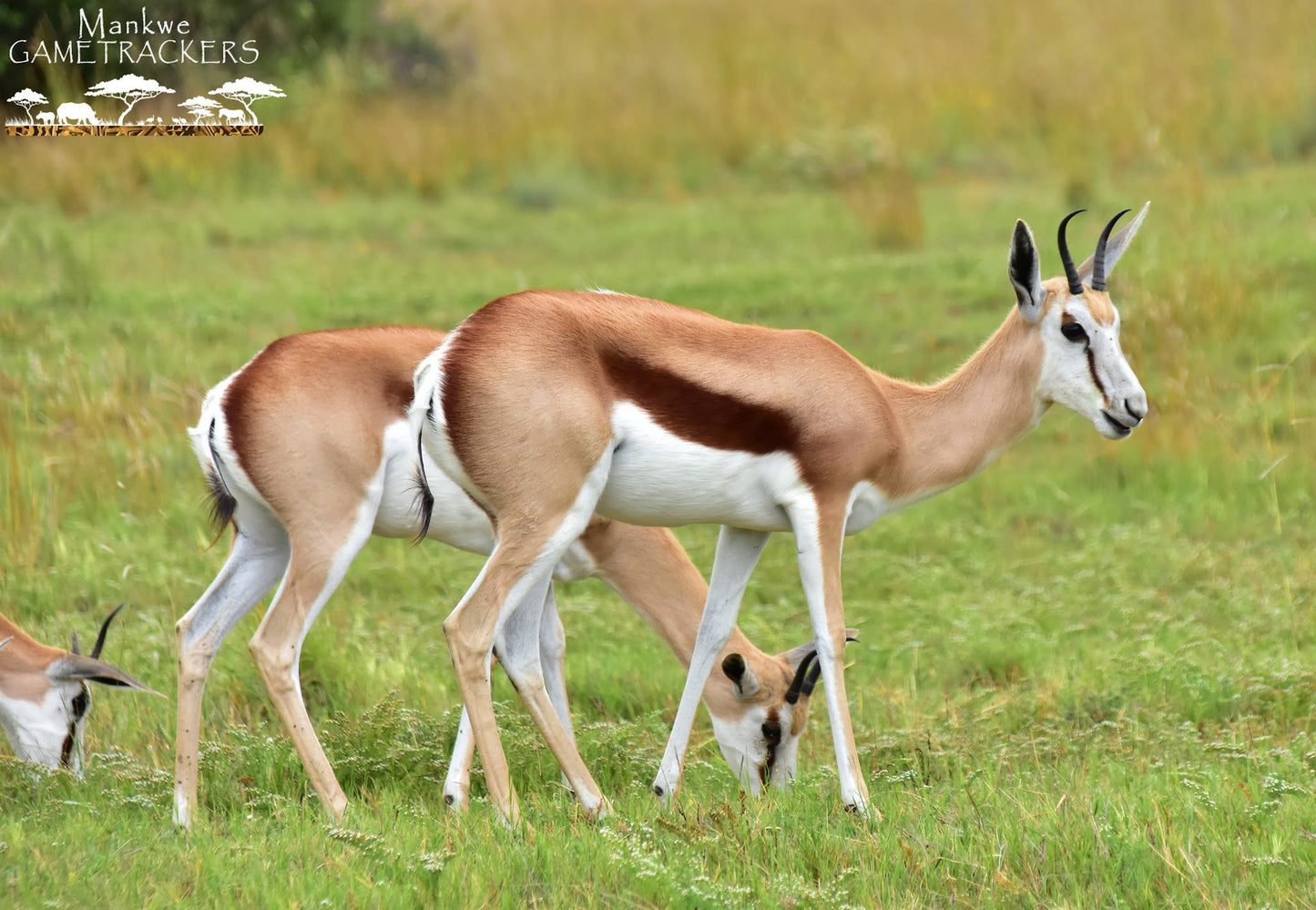  Mankwe GAMETRACKERS