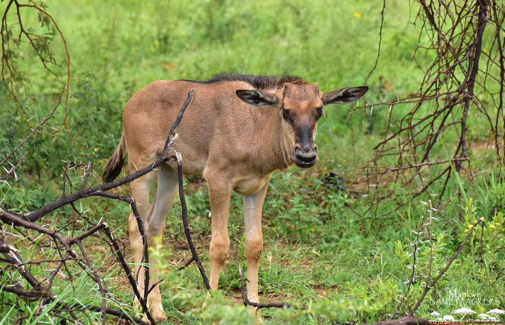  Mankwe GAMETRACKERS