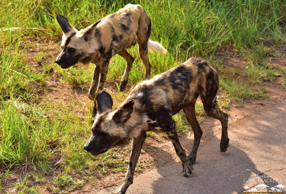  Mankwe GAMETRACKERS