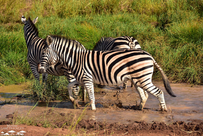  Mankwe GAMETRACKERS