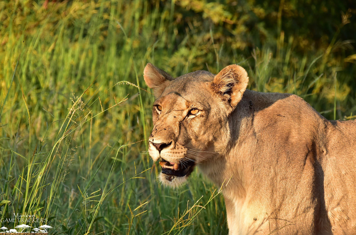  Mankwe GAMETRACKERS