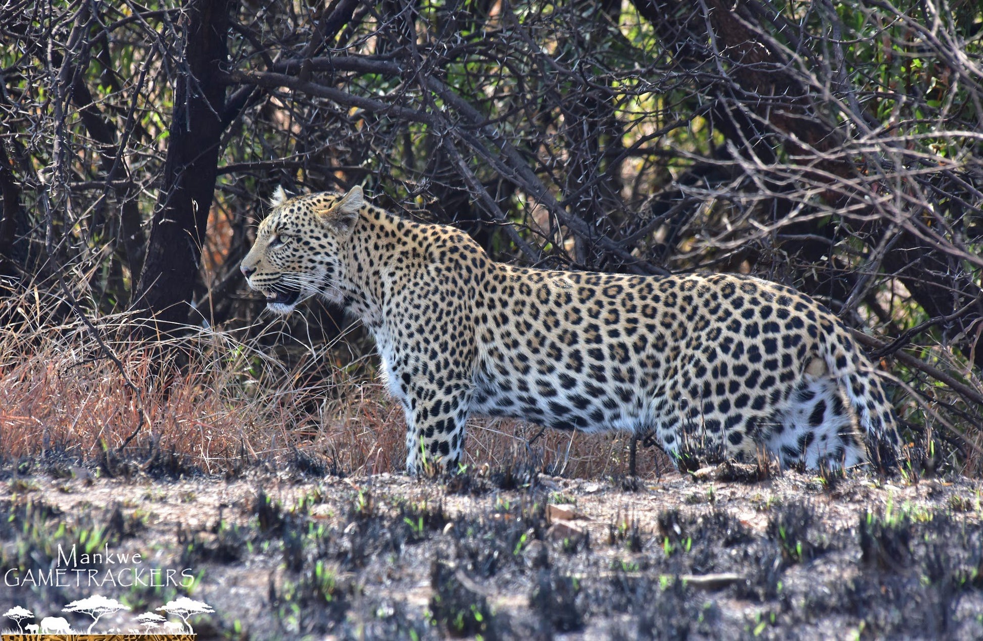  Mankwe GAMETRACKERS