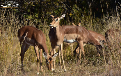  Mankwe GAMETRACKERS