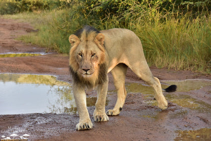  Mankwe GAMETRACKERS