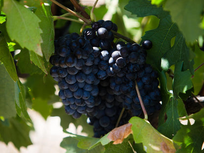 Manley Wine Lodge Tulbagh Western Cape South Africa Grape, Fruit, Food