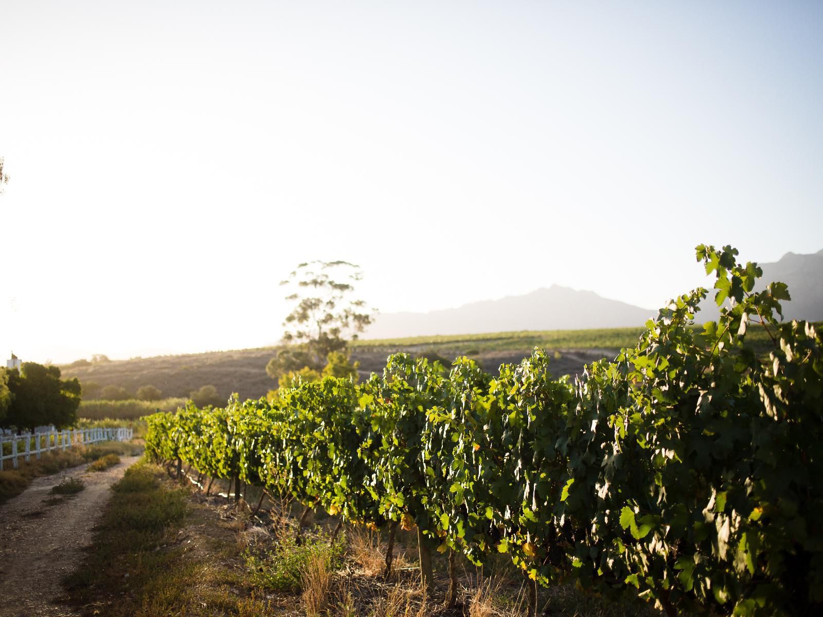 Manley Wine Lodge Tulbagh Western Cape South Africa Field, Nature, Agriculture, Wine, Drink, Wine Glass, Glass, Drinking Accessoire, Food