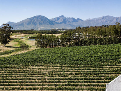 Manley Wine Lodge Tulbagh Western Cape South Africa Complementary Colors, Field, Nature, Agriculture