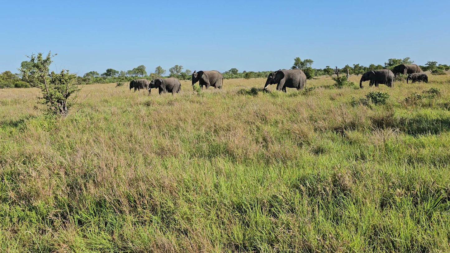  Manyeleti Game Reserve