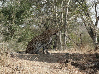  Manyeleti Game Reserve