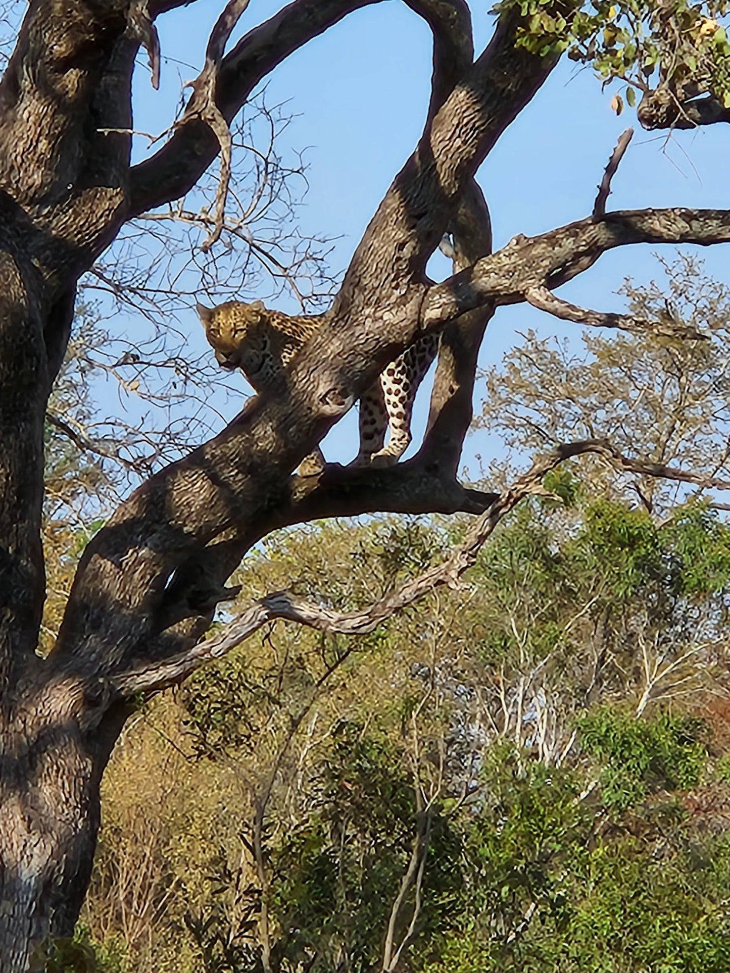  Manyeleti Game Reserve