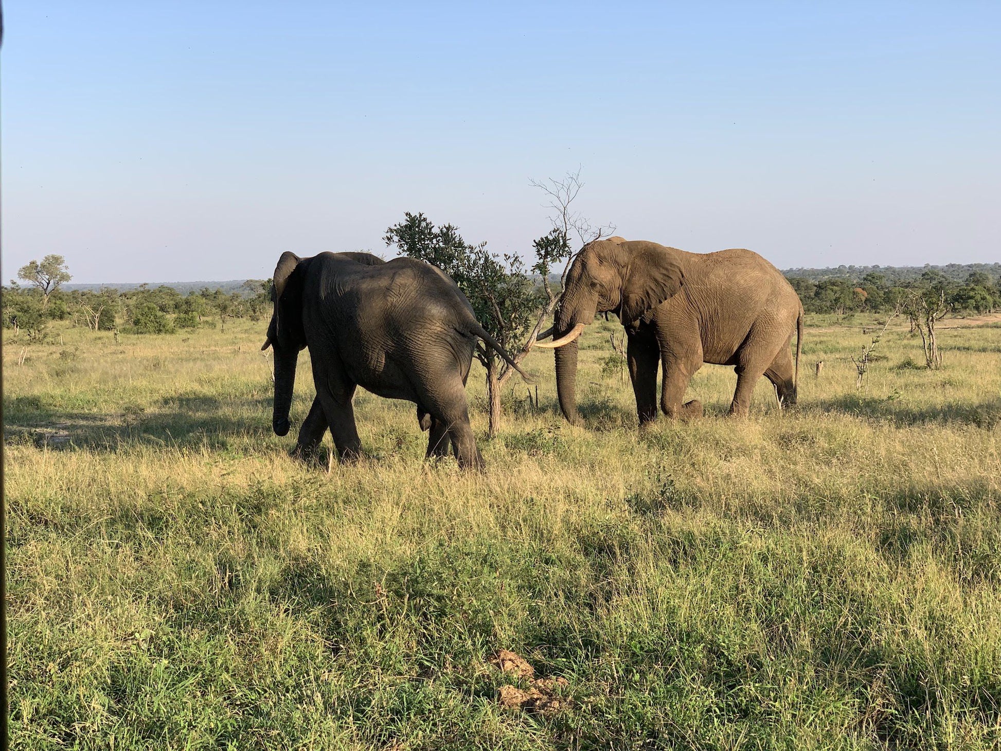  Manyeleti Game Reserve