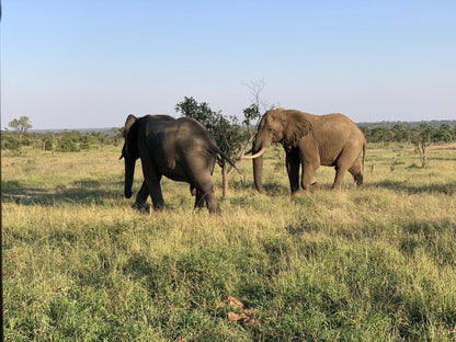  Manyeleti Game Reserve