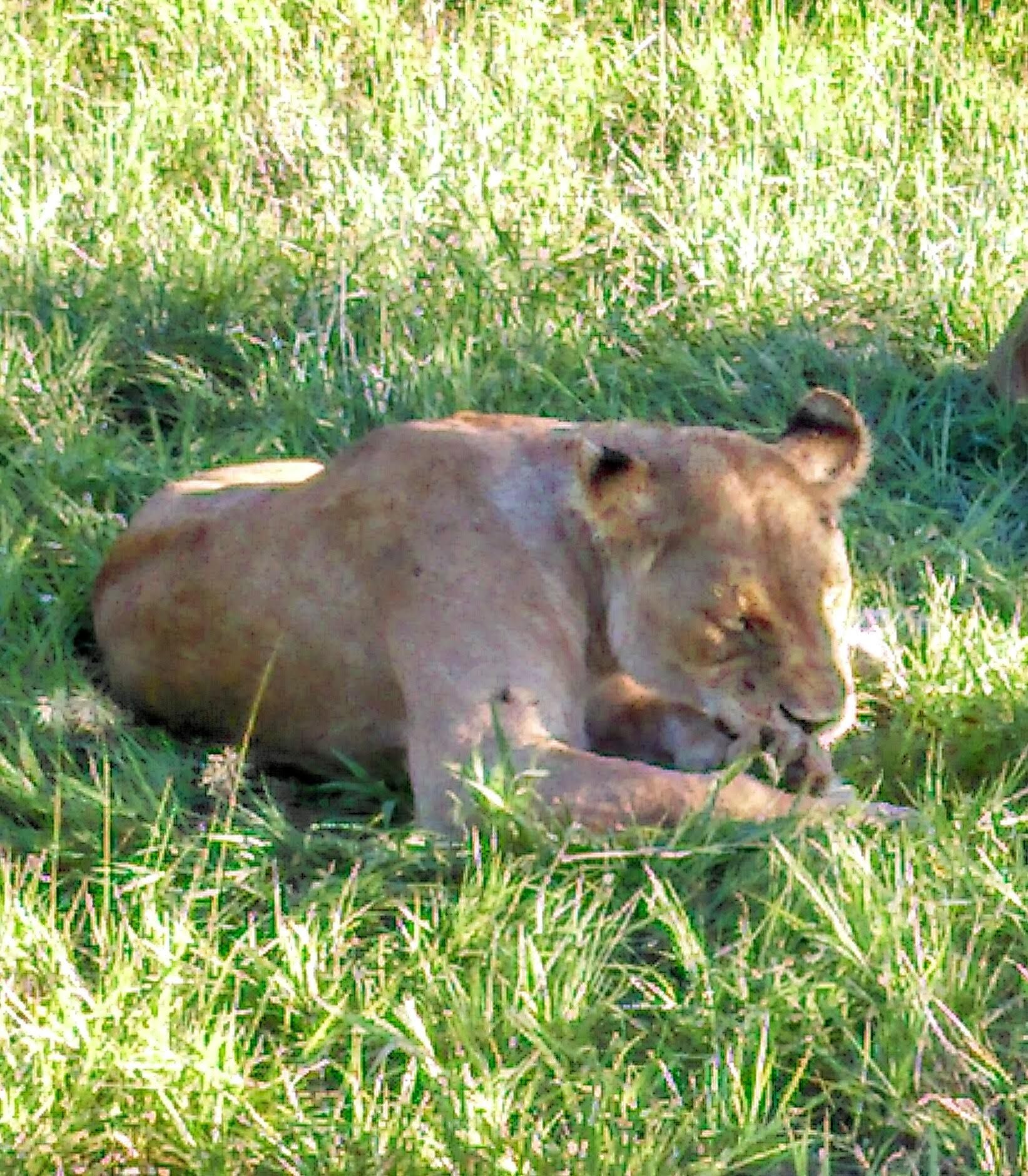  Manyeleti Game Reserve