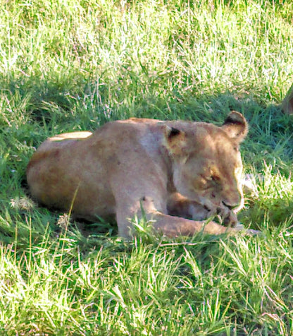  Manyeleti Game Reserve