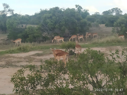  Manyeleti Game Reserve