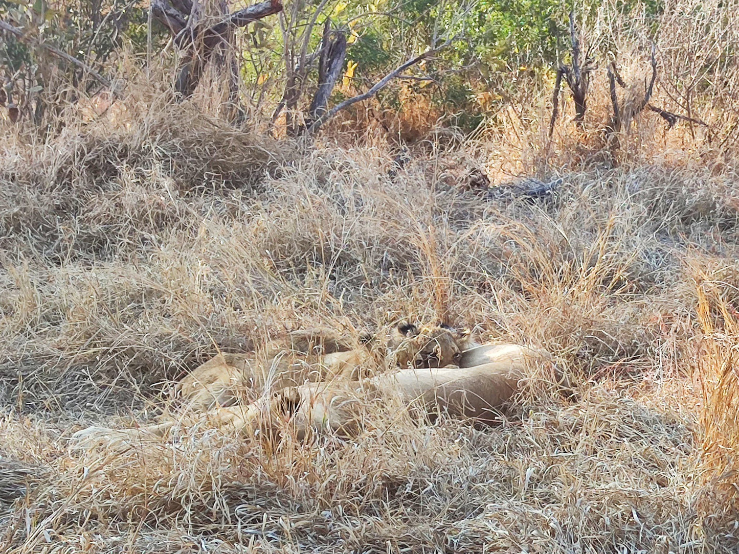  Manyeleti Game Reserve