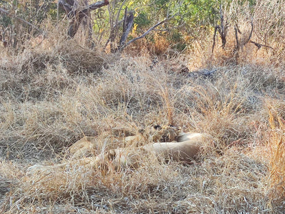  Manyeleti Game Reserve