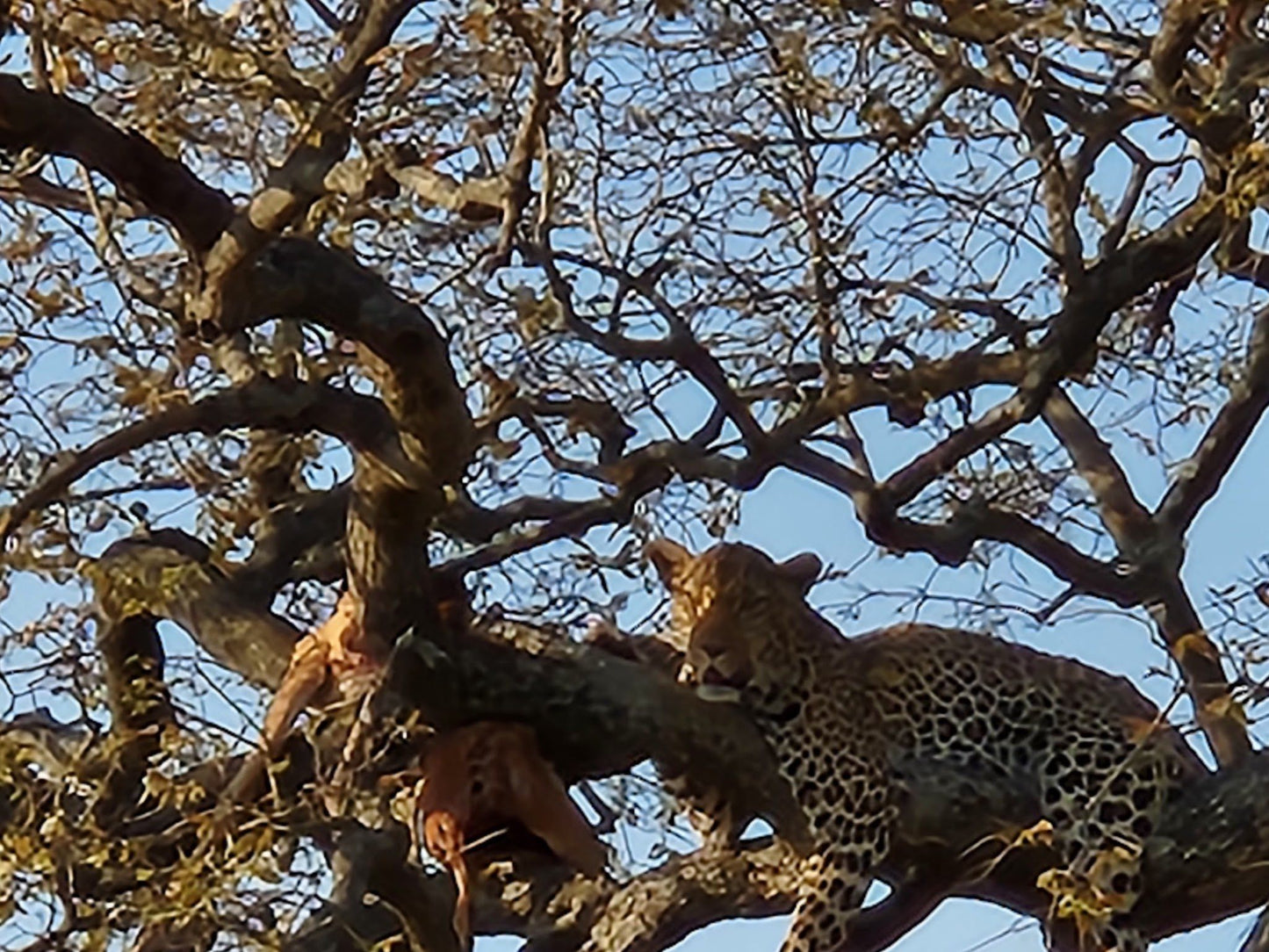  Manyeleti Game Reserve