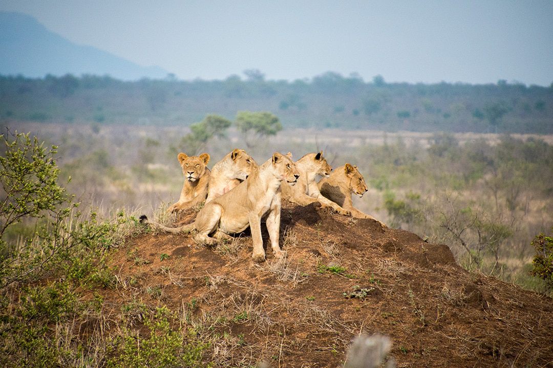  Manyeleti Game Reserve