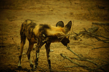  Manyeleti Game Reserve