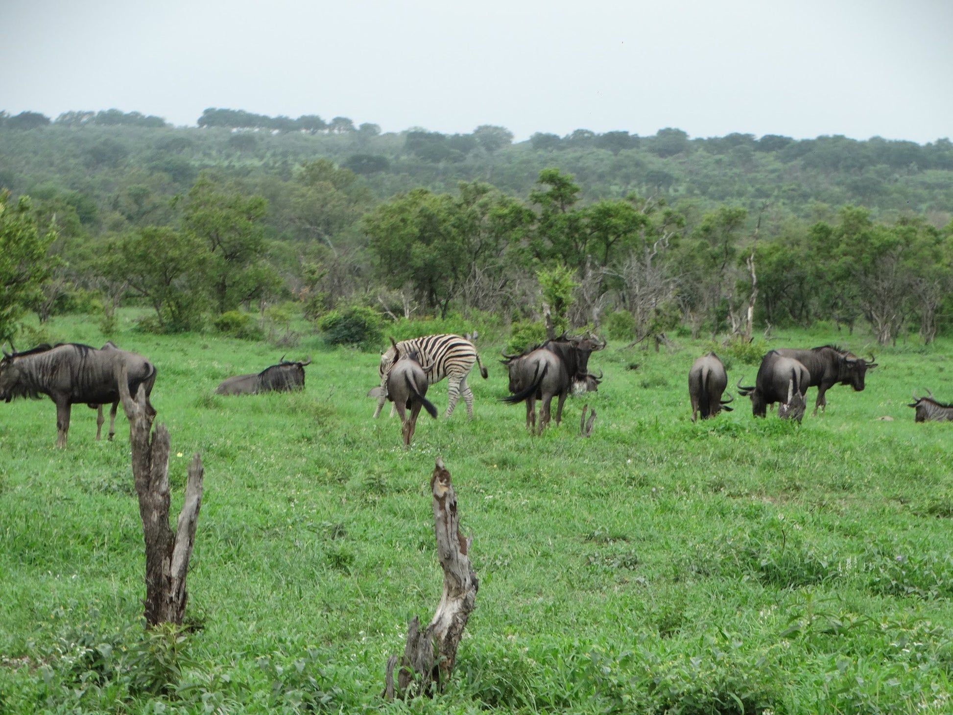  Manyeleti Game Reserve